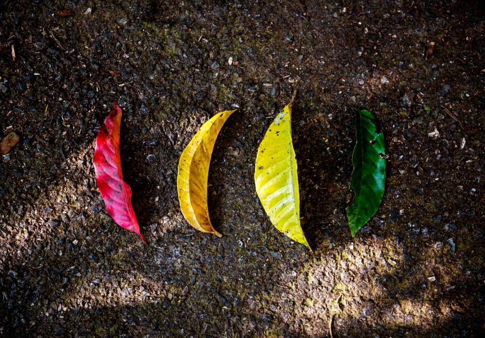 Different Colors of Leaves on the Ground